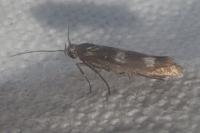 Scythris scopolella