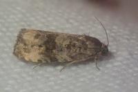Endothenia gr. gentianaeana