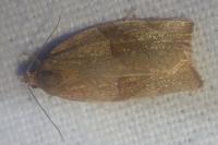 Pandemis heparana