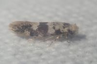 Infurcitinea atrifasciella