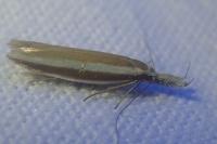 Pleurota aristella