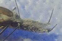 Pleurota aristella