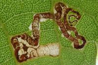 Stigmella tiliae