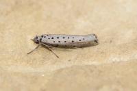 Yponomeuta sedella
