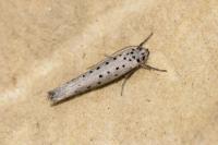 Yponomeuta sedella