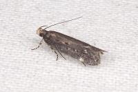 Aroga velocella