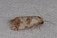 Neocochylis millierana