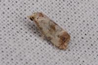 Neocochylis millierana