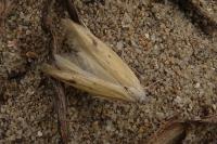 Epidola stigma