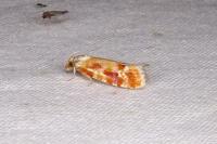 Rhyacionia buoliana