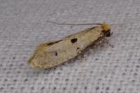 Tinea trinotella