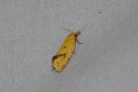 Agapeta hamana