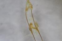 Anacampsis blattariella