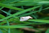 Agapeta hamana