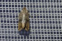 Celypha striana