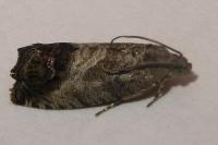 Cydia splendana