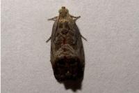 Cydia splendana