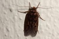 Hofmannophila pseudospretella