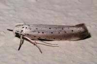 Yponomeuta rorrella