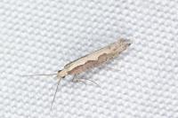 Plutella xylostella