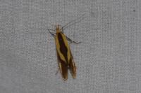 Harpella forficella