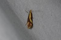 Harpella forficella