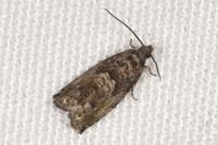 Cydia fagiglandana
