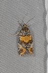Ptycholomoides aeriferanus