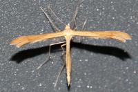 Stenoptilia