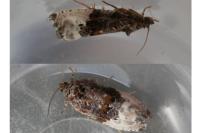 Hedya nubiferana