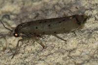 Yponomeuta sedella