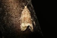 Celypha