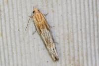 Eucosma gr. cana