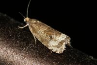 Celypha