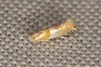 Phyllonorycter roboris