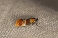Epicallima bruandella