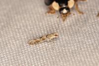 Acrocercops brongniardella