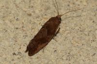 Epinotia