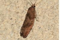 Epinotia