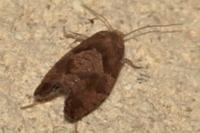 Epinotia