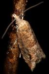 Rhopobota naevana