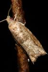 Rhopobota naevana