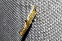 Argyresthia pruniella