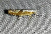Argyresthia pruniella