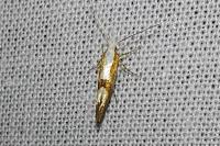 Argyresthia pruniella
