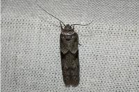 Blastobasis glandulella