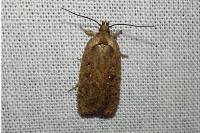 Agonopterix ciliella/heracliana