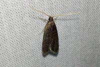 Homaloxestis briantiella