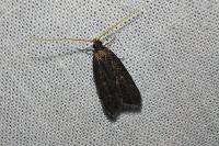Homaloxestis briantiella
