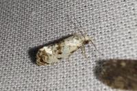 Cochylis